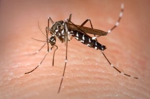 קדחת נילוס מערבי יתוש נמר אסייתי 2018