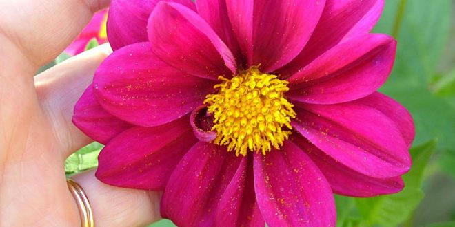פרח צילום אילוסטרציה Pixabay