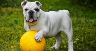 כלב משחק בכדור צילום אילוסטרציה Pixabay