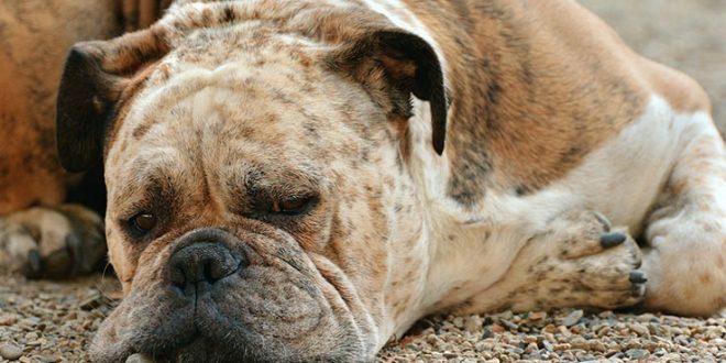 כלב בוקסר צילום אילוסטרציה PixaBay