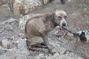 כלב קשור בנחל מג׳נון מוות מזעזע צילום טל עברי