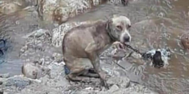 כלב קשור בנחל מג׳נון מוות מזעזע צילום טל עברי
