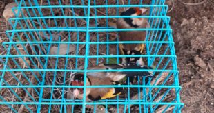 ציפורים בכלוב צילום רשות הטבע והגנים ודוברות המשטרה 1225