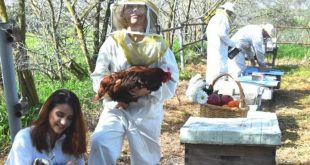 מועצת הדבש מזמינה בחג השבועות לסיור במכוורות- צילום דבורת התבור שדמות דבורה