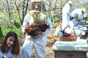 מועצת הדבש מזמינה בחג השבועות לסיור במכוורות- צילום דבורת התבור שדמות דבורה