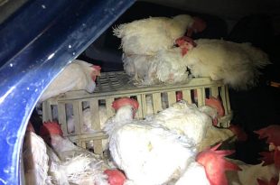 תרנגולות בתוך מכונית. צילום דוברות המשטרה