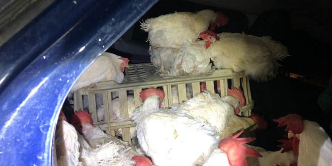 תרנגולות בתוך מכונית. צילום דוברות המשטרה