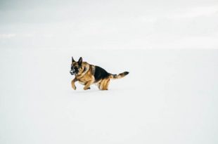 כלב רועה גרמני צילום אילוסטרציה Freepik