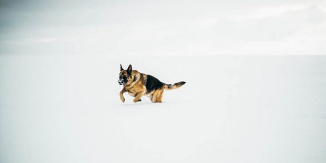 כלב רועה גרמני צילום אילוסטרציה Freepik