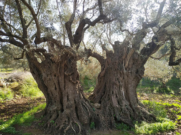 עצי זית עתיקים בדיר חנא. צילום: אשכול בית הכרם הגלילי