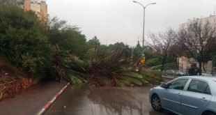 עץ קרס בגלל הסערה רחוב ארבל כרמיאל צילום דוברות המשטרה