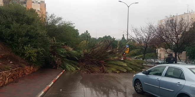 עץ קרס בגלל הסערה רחוב ארבל כרמיאל צילום דוברות המשטרה