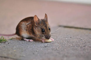 לוכד עכברים צילום להמחשה Link Power